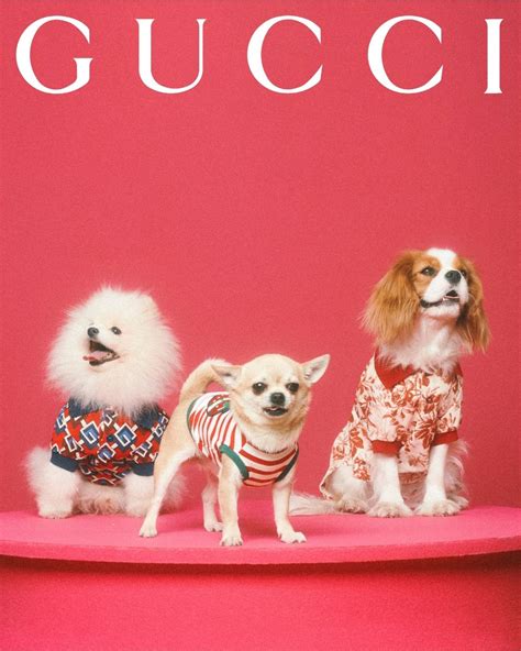 gucci pet prijs|gucci pet collection.